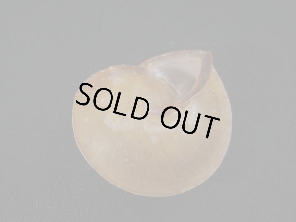 画像3: ホソスジチャイロコママイマイ (3)