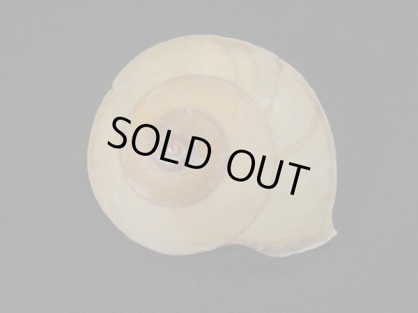 画像2: ホソスジチャイロコママイマイ (2)