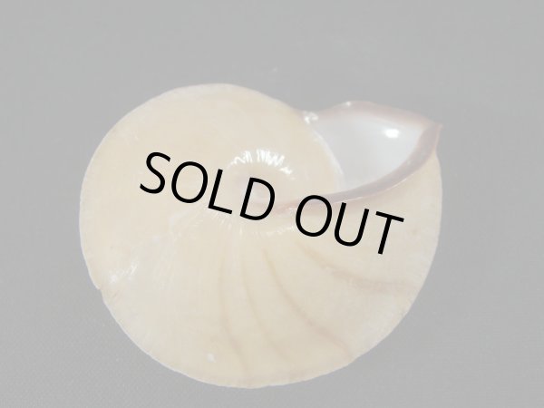 画像3: ホソスジチャイロコママイマイ (3)