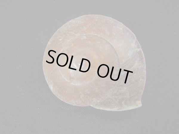 画像2: ホソスジチャイロコママイマイ　濃色 (2)