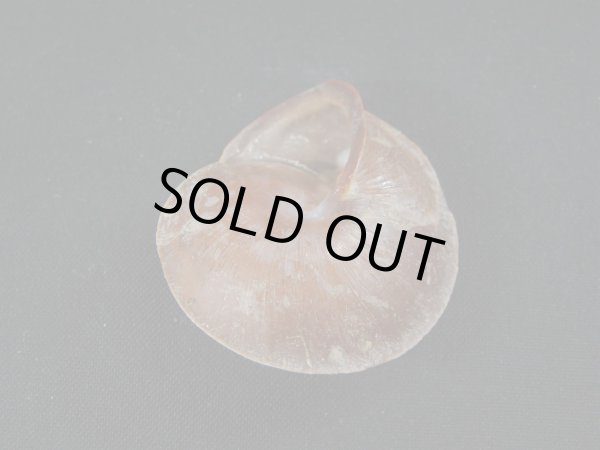 画像3: ホソスジチャイロコママイマイ　濃色 (3)