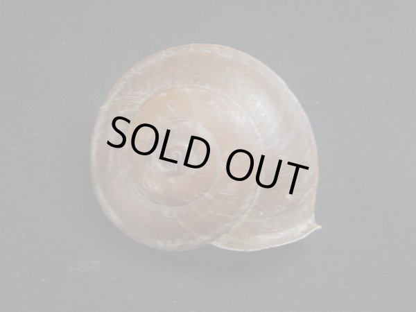 画像2: ホソスジチャイロコママイマイ　濃色 (2)