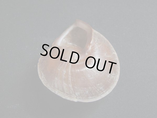 画像3: ホソスジチャイロコママイマイ　濃色 (3)