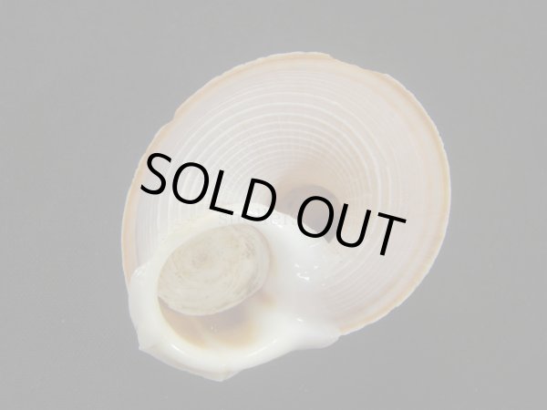 画像2: ワダチヤマタマキビ（カドバリヒロクチヤマタキビ）大　蓋付き (2)