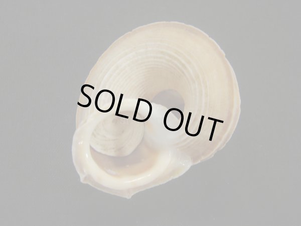 画像2: ワダチヤマタマキビ（カドバリヒロクチヤマタキビ）美品　蓋付き (2)