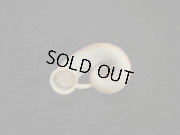 画像2: スミスエントツアツブタガイ (2)