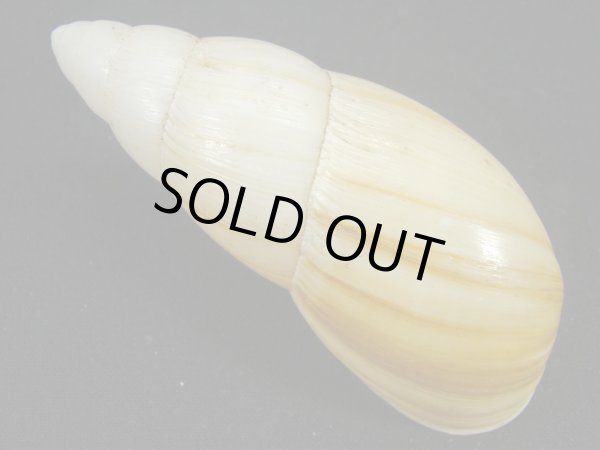 画像2: オオフデマイマイ (2)