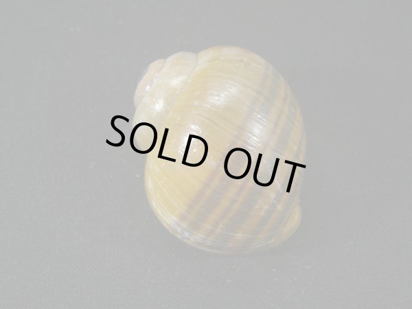 画像2: リンゴタニシ (2)