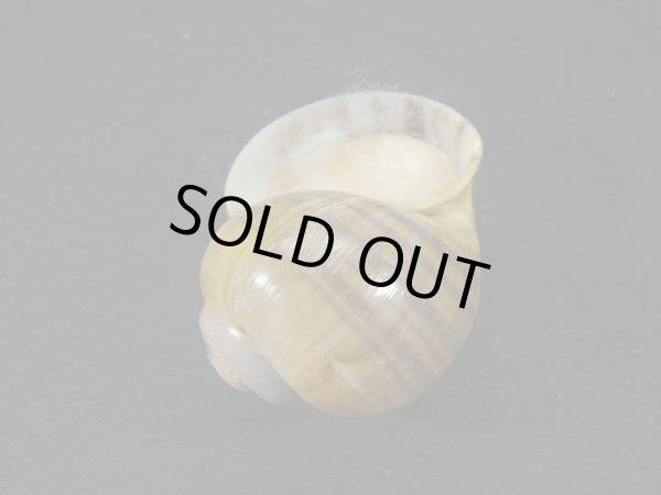 画像3: リンゴタニシ (3)