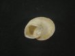 画像2: モロッコ産カタツムリ(Rossmaessleria subcabriuscula)　美品 (2)