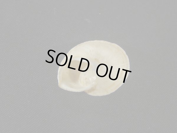 画像2: モロッコ産カタツムリ(Rossmaessleria subcabriuscula)　美品 (2)