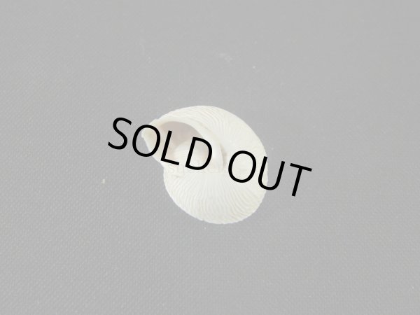 画像2: シチリア産カタツムリ(Marmorana signata segestana) (2)