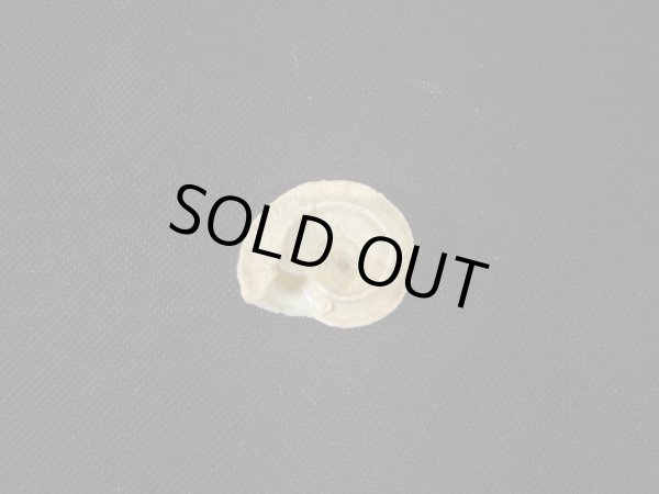 画像2: モロッコ産カタツムリ(Xeroleuca imperialis) (2)