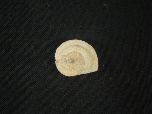 画像1: モロッコ産カタツムリ(Xeroleuca imperialis) (1)