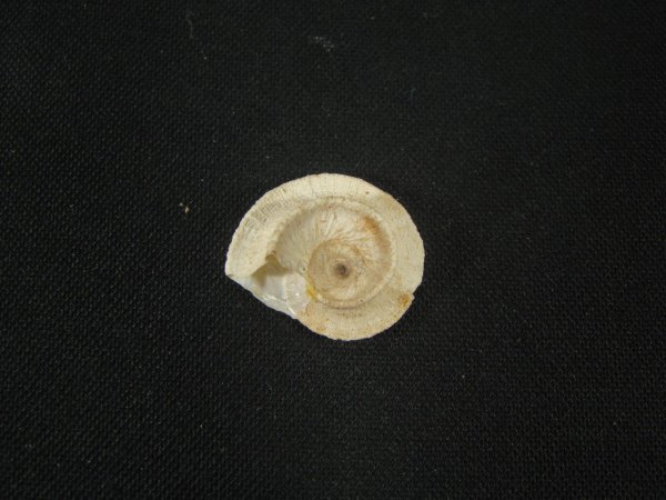 画像2: モロッコ産カタツムリ(Xeroleuca imperialis) (2)