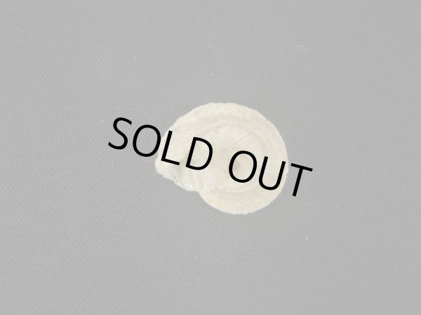 画像2: モロッコ産カタツムリ(Xeroleuca imperialis)　大 (2)