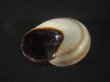 画像2: モロッコ産カタツムリ(Otala riffensis？) (2)