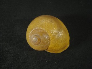 カタツムリ「ミノマイマイ」3匹set 新品カタツムリ「ミノマイマイ」3匹setの落札情報詳細 - Yahoo