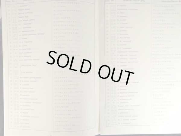 画像3: A GUIDE TO WORLDWIDE COWRIES第二版 (3)