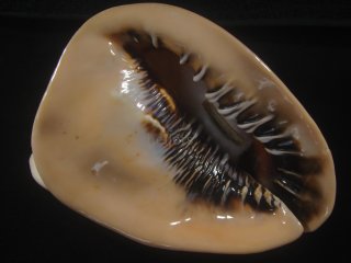 大型標本 - Kaiショップ