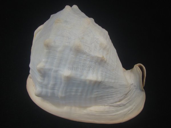 画像2: クチグロトウカムリ(Cassis madagascariensis) 約1,550ｇ　215ｍｍ　難ありだけど老成　美品 (2)