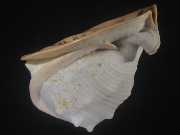 画像3: クチグロトウカムリ(Cassis madagascariensis) 約1,550ｇ　215ｍｍ　難ありだけど老成　美品 (3)