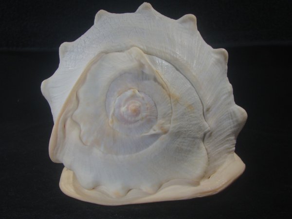 画像4: クチグロトウカムリ(Cassis madagascariensis) 約1,550ｇ　215ｍｍ　難ありだけど老成　美品 (4)