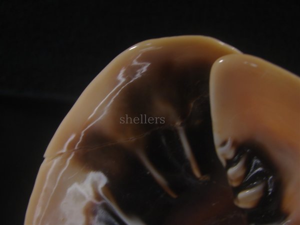 画像5: クチグロトウカムリ(Cassis madagascariensis) 約1,550ｇ　215ｍｍ　難ありだけど老成　美品 (5)