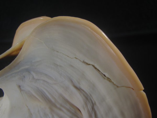 画像6: クチグロトウカムリ(Cassis madagascariensis) 約1,550ｇ　215ｍｍ　難ありだけど老成　美品 (6)