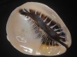 画像1: クチグロトウカムリ(Cassis madagascariensis) 約1,680ｇ　243ｍｍ　大　特美品 (1)