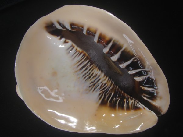 画像1: クチグロトウカムリ(Cassis madagascariensis) 約1,680ｇ　243ｍｍ　大　特美品 (1)