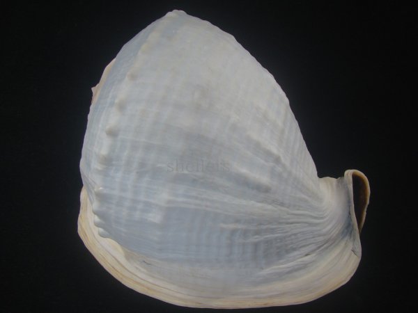 画像2: クチグロトウカムリ(Cassis madagascariensis) 約1,680ｇ　243ｍｍ　大　特美品 (2)