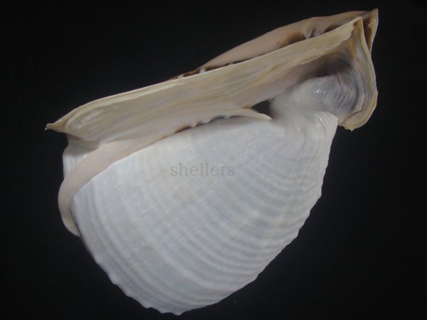 画像3: クチグロトウカムリ(Cassis madagascariensis) 約1,680ｇ　243ｍｍ　大　特美品 (3)