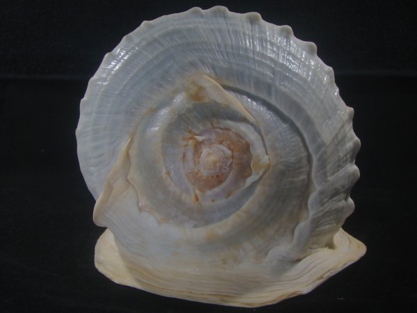 画像4: クチグロトウカムリ(Cassis madagascariensis) 約1,680ｇ　243ｍｍ　大　特美品 (4)