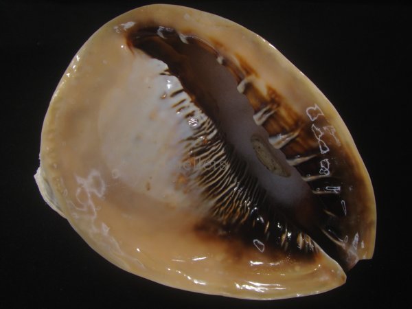 画像1: クチグロトウカムリ(Cassis madagascariensis) 約2,055ｇ　290ｍｍ　特大 (1)