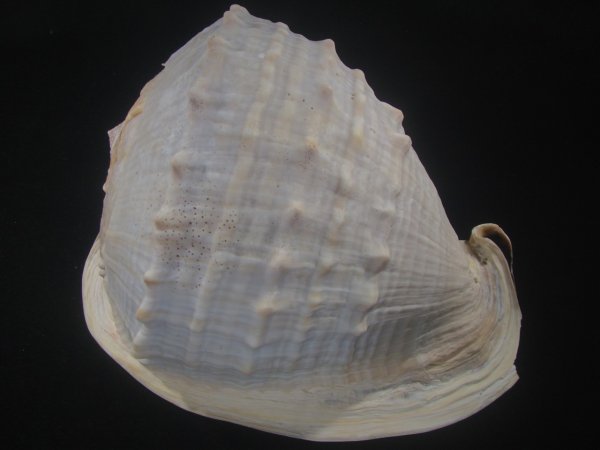 画像2: クチグロトウカムリ(Cassis madagascariensis) 約2,055ｇ　290ｍｍ　特大 (2)