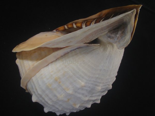 画像3: クチグロトウカムリ(Cassis madagascariensis) 約2,055ｇ　290ｍｍ　特大 (3)