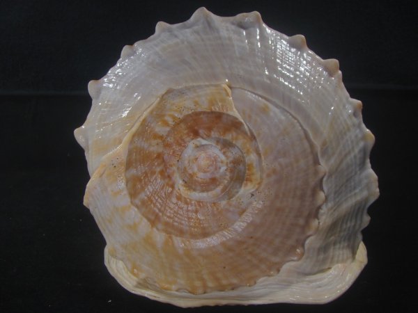 画像4: クチグロトウカムリ(Cassis madagascariensis) 約2,055ｇ　290ｍｍ　特大 (4)