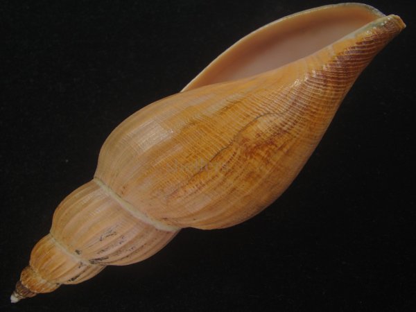 画像3: ニクイロヒタチオビ(Fulgoraria hirasei) 170ｍｍ　特美品 (3)