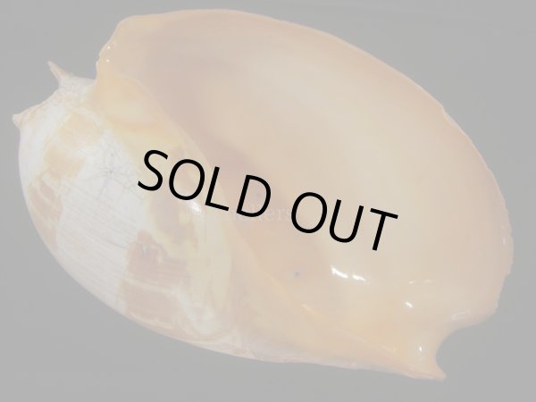 画像1: イナズマツノヤシ(Melo amphora) 約3,365ｇ　425ｍｍ　超特大　老成　口唇特濃色 (1)