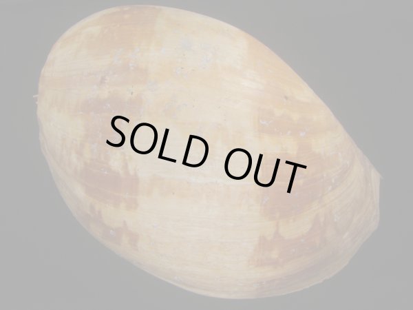 画像2: イナズマツノヤシ(Melo amphora) 約3,365ｇ　425ｍｍ　超特大　老成　口唇特濃色 (2)