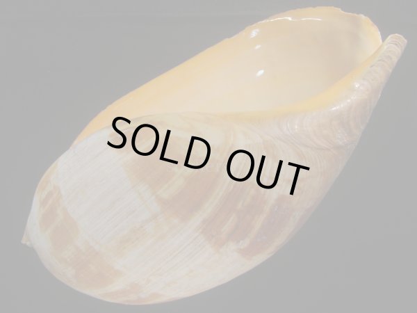 画像3: イナズマツノヤシ(Melo amphora) 約3,365ｇ　425ｍｍ　超特大　老成　口唇特濃色 (3)