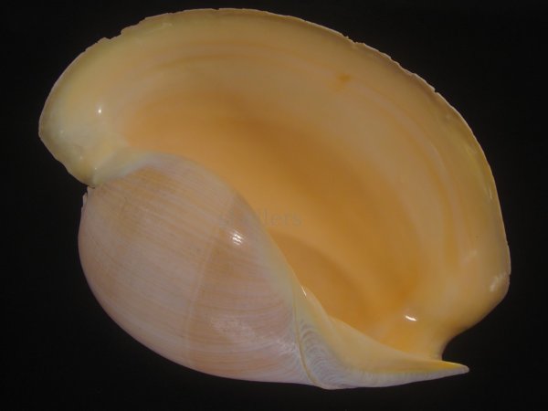 画像1: ヤヨイハルカゼ(Melo aethiopica) 約1,155ｇ　325ｍｍ　超特大　老成 (1)