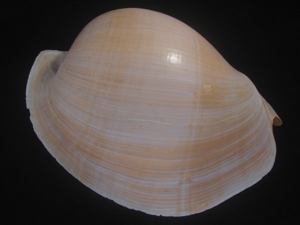 画像2: ヤヨイハルカゼ(Melo aethiopica) 約1,155ｇ　325ｍｍ　超特大　老成 (2)