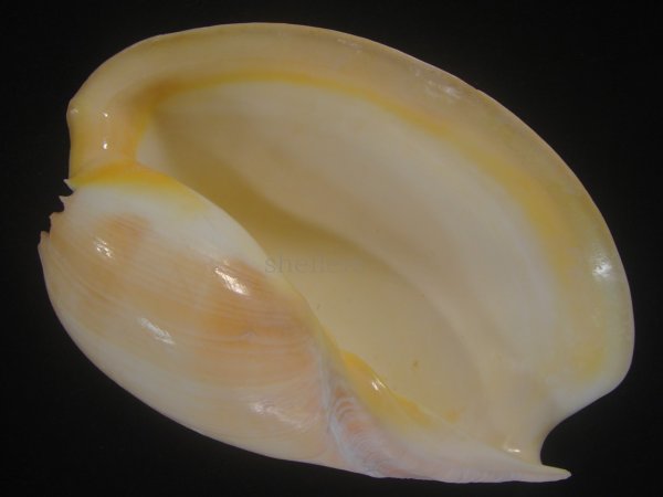 画像1: ヤヨイハルカゼ(Melo aethiopica) 白色系　老成　美品 (1)