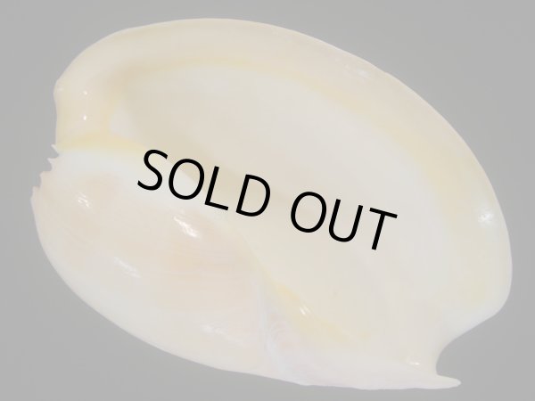 画像1: ヤヨイハルカゼ(Melo aethiopica) 白色系　老成　美品 (1)