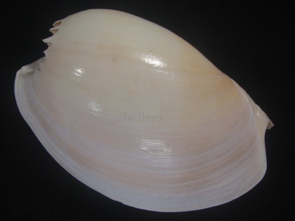 画像2: ヤヨイハルカゼ(Melo aethiopica) 白色系　老成　美品 (2)