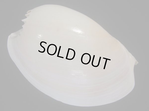 画像2: ヤヨイハルカゼ(Melo aethiopica) 白色系　老成　美品 (2)