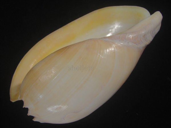 画像3: ヤヨイハルカゼ(Melo aethiopica) 白色系　老成　美品 (3)