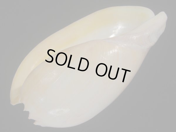 画像3: ヤヨイハルカゼ(Melo aethiopica) 白色系　老成　美品 (3)